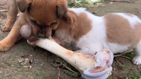 Cute Puppy Eating A Beautiful Moment