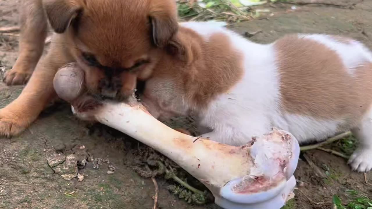 Cute Puppy Eating A Beautiful Moment