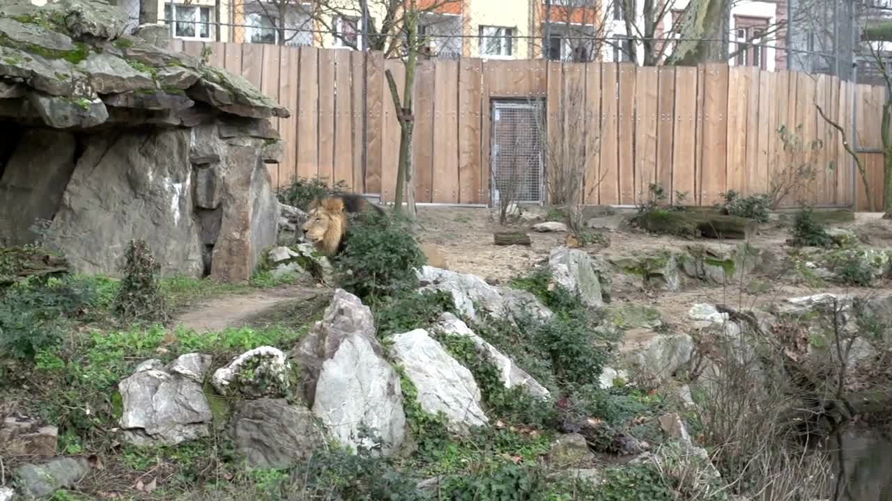 Lion walking around in captivity