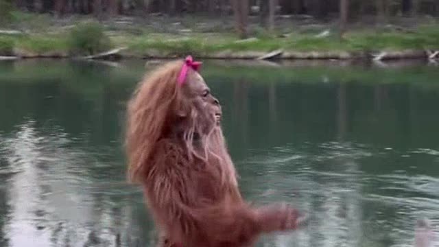 FUNNY VIDEO 2021 AWW BEST Laugh MEMES