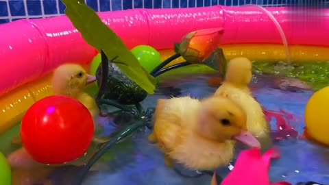 Discovering Rainbow Surprise Eggs and a Variety of Fascinating Animals