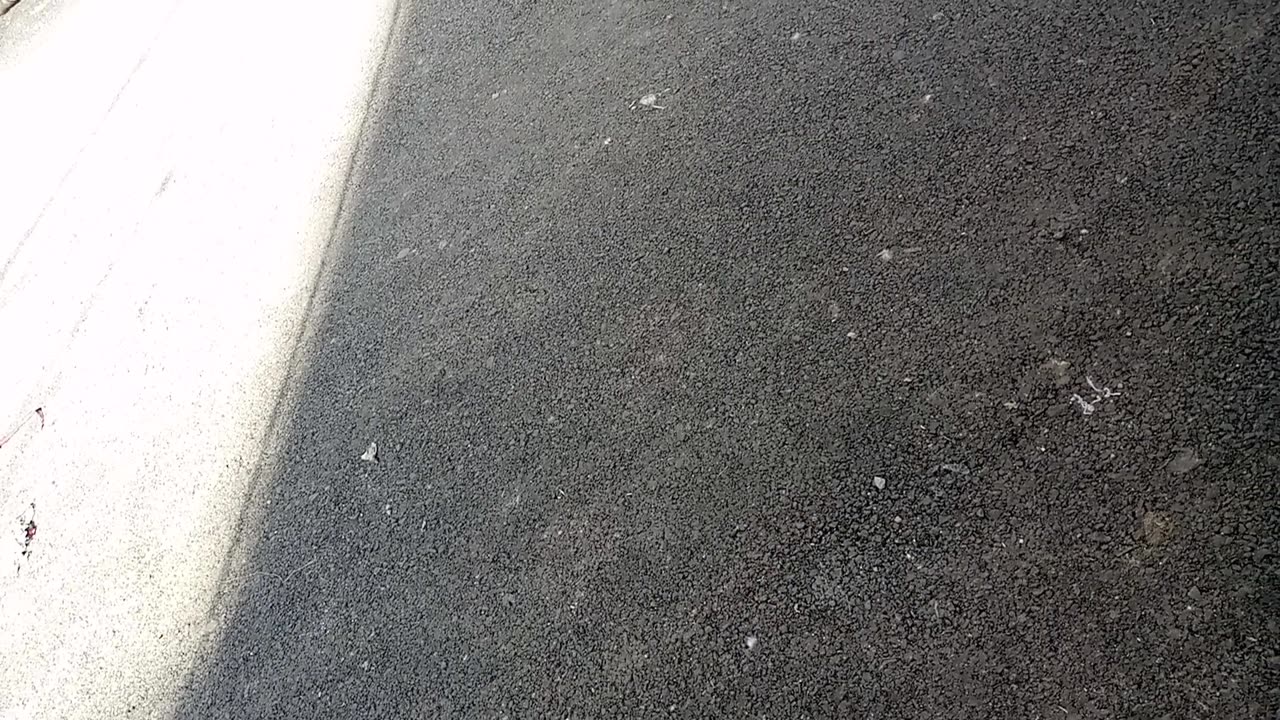 Cow walk to road