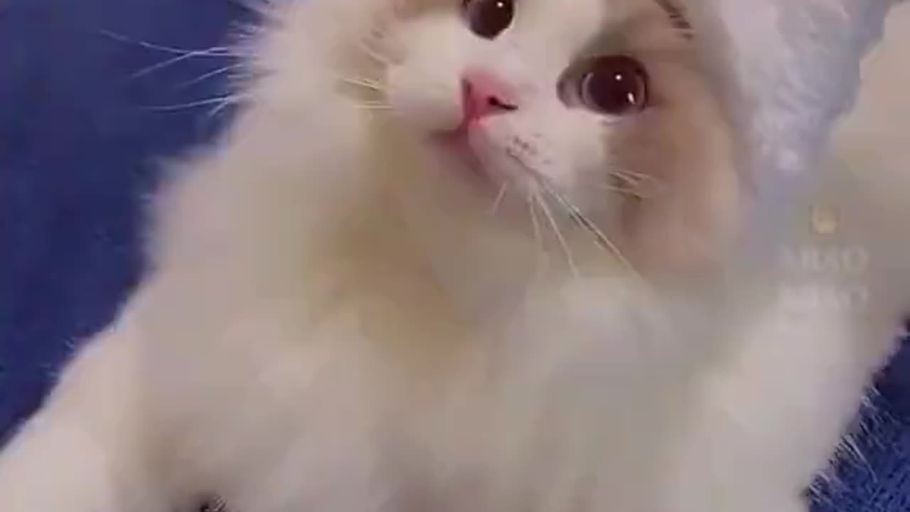 cute cat shocked under 1 minute o adorable cats funny cat videos #shorts #ytshorts