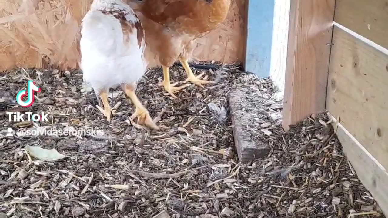 Happy chickens