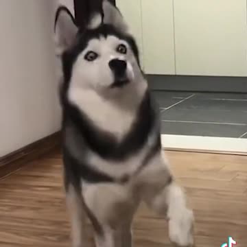 Dog dancing, begging to go out ver2