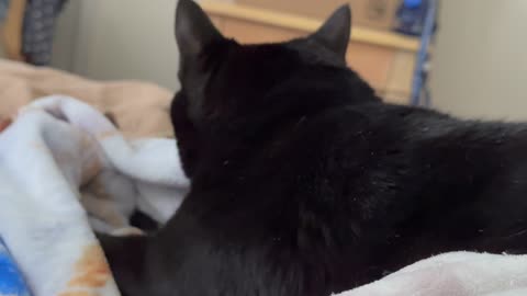 Adopting a Cat from a Shelter Vlog - Cute Precious Piper is Caught Remembering Being a Kitten