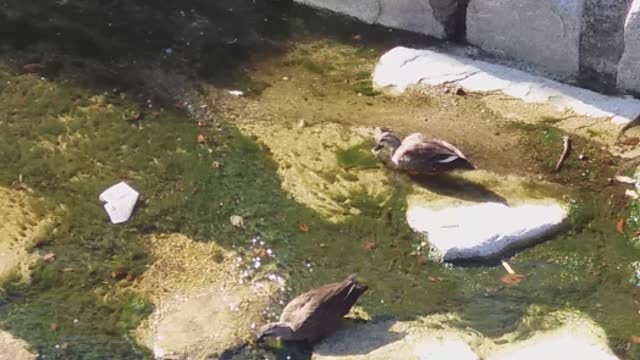 Happy weekend meal of a white-cheeked mallard couple