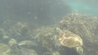 the beach in Guadeloupe. Some coral and schools of small fish. Ungraded