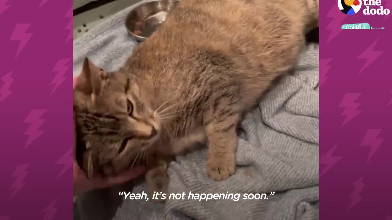 Kitten Left Without a Home is Adopted by One Special Momma | The Dodo Little But Fierce