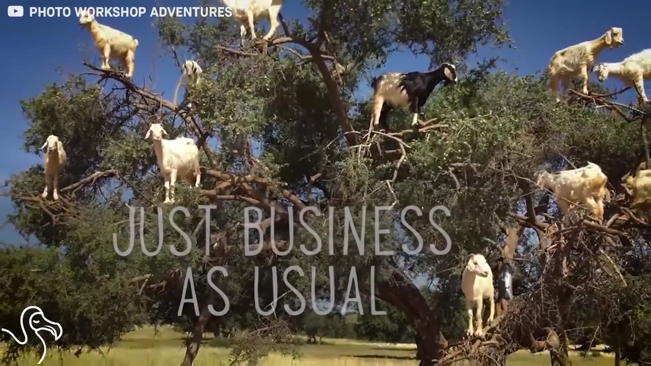 These Goats Are High AF