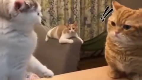 Funniest cat videos #37 - HILARIOUS!