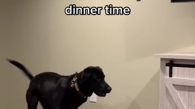 The best dog funny video