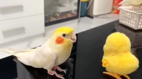 Cute Bird Learns To Dancd