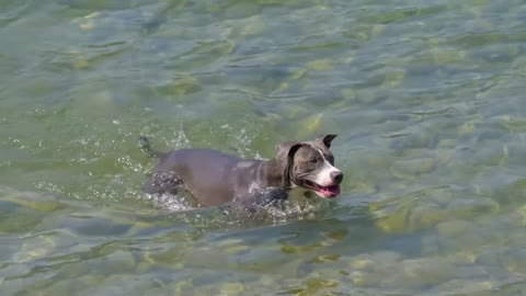 Funny dog ​​swimming in a pool