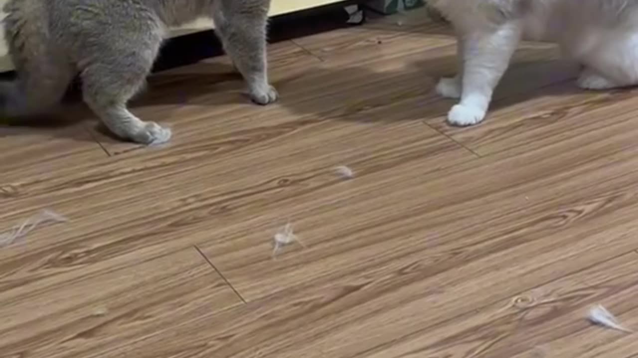 A fierce battle for two cats