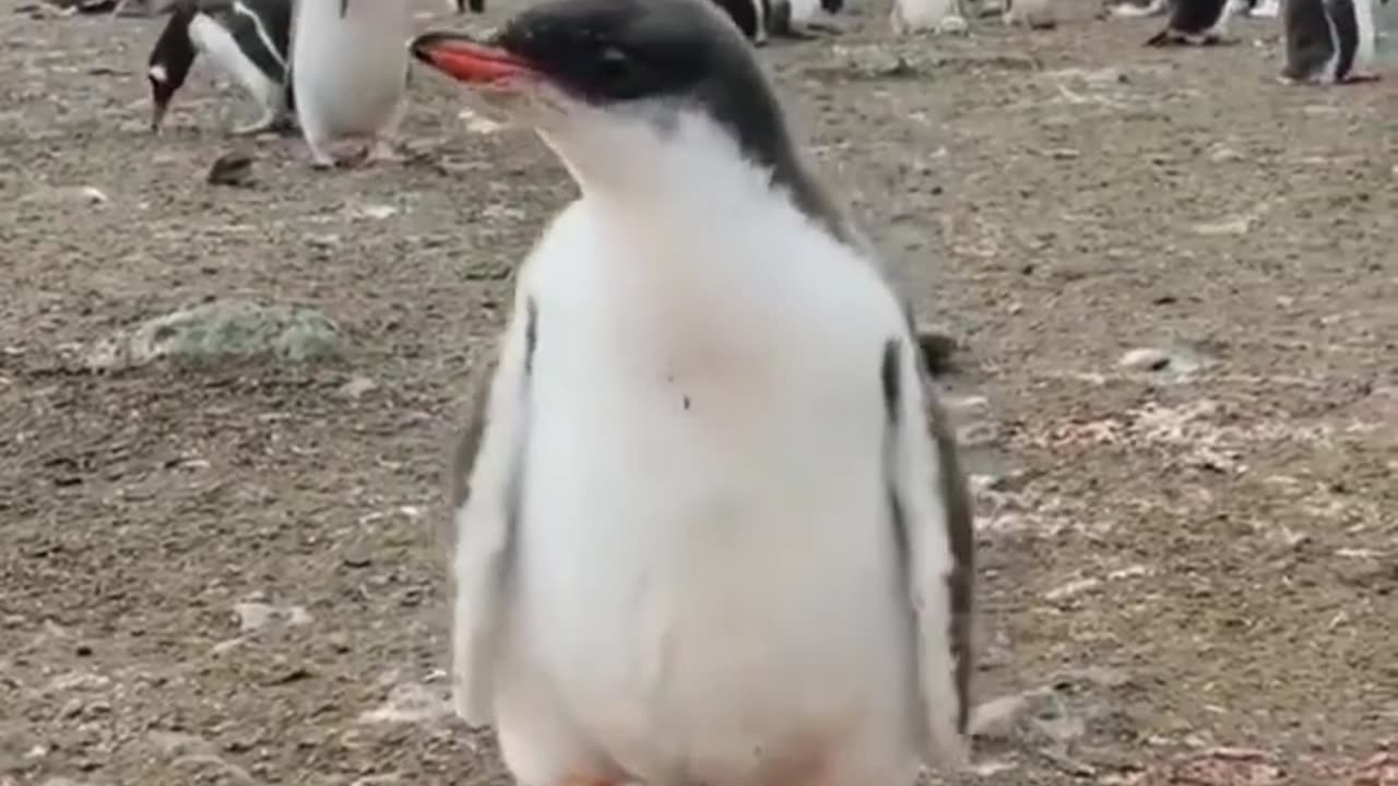 Real voice of penguine