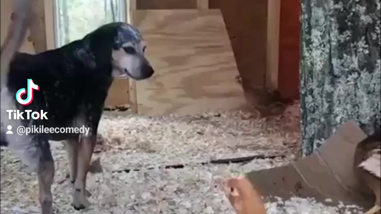 Funny animals fails part 127. #funny #funnyvideo #fail #fun #dog #animals #cat #funnyanimals