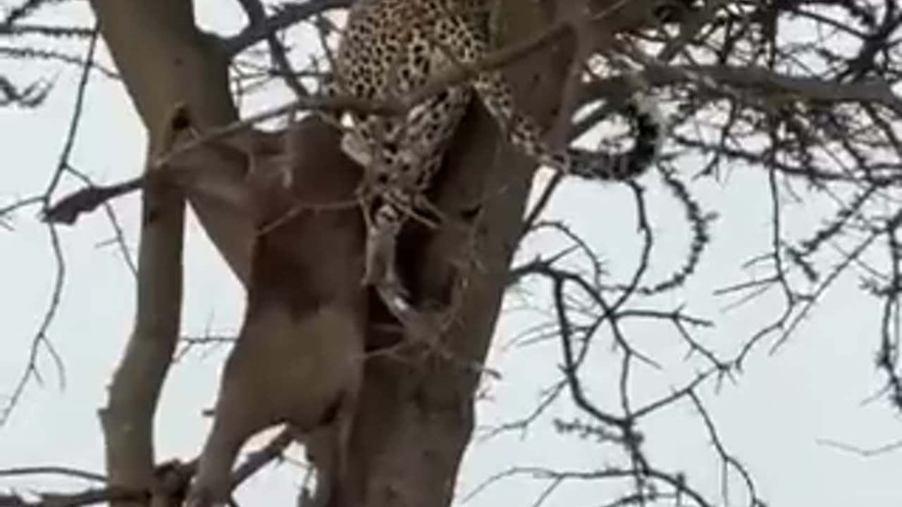 Did you know Leopard have amazingly strong necks and shoulder.