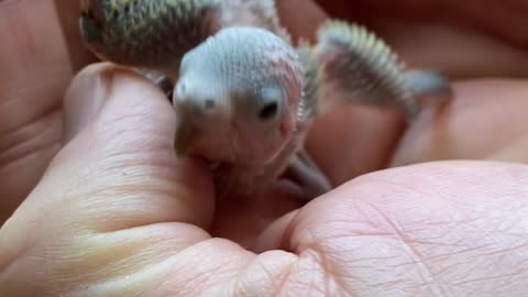 Baby parakeet 10 days old, eyes open
