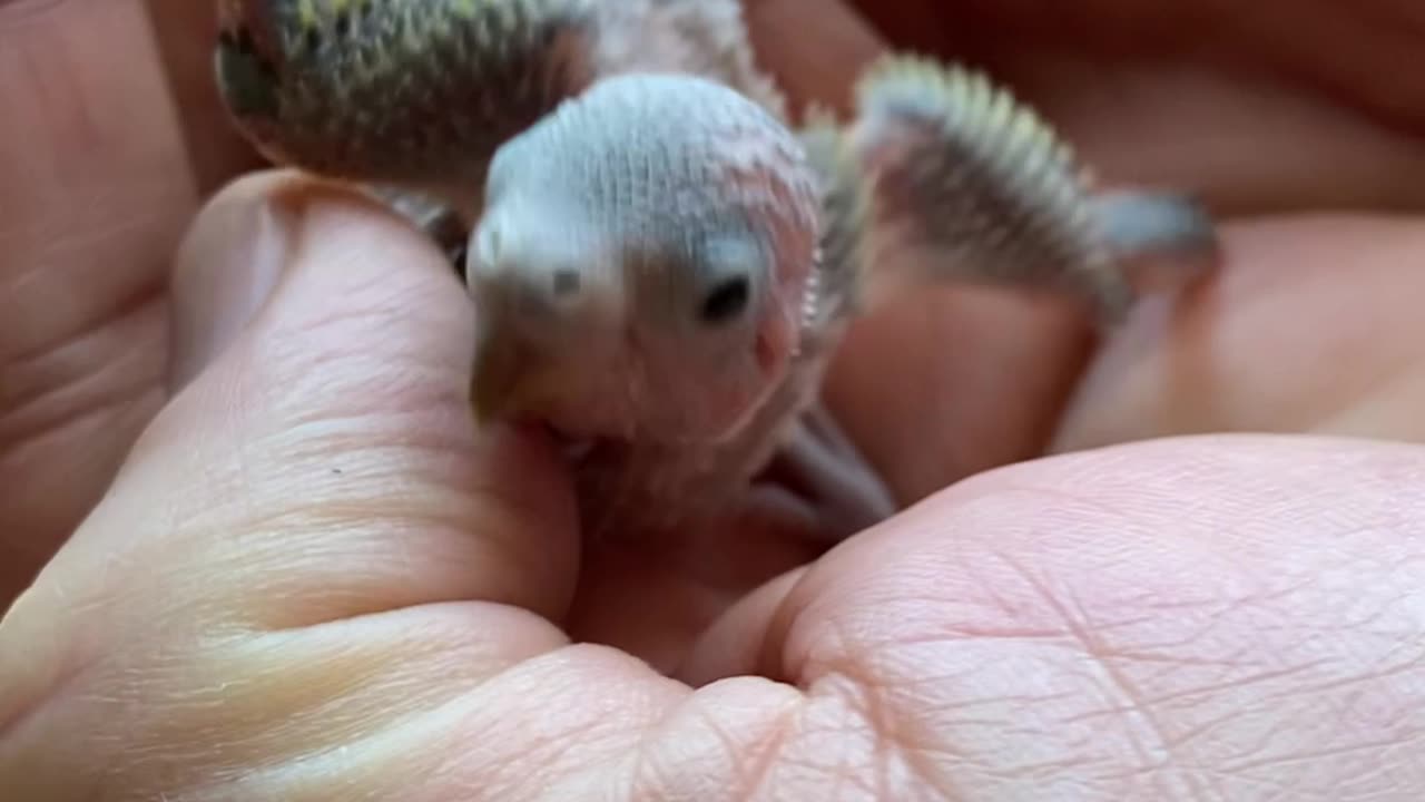 Baby parakeet 10 days old, eyes open