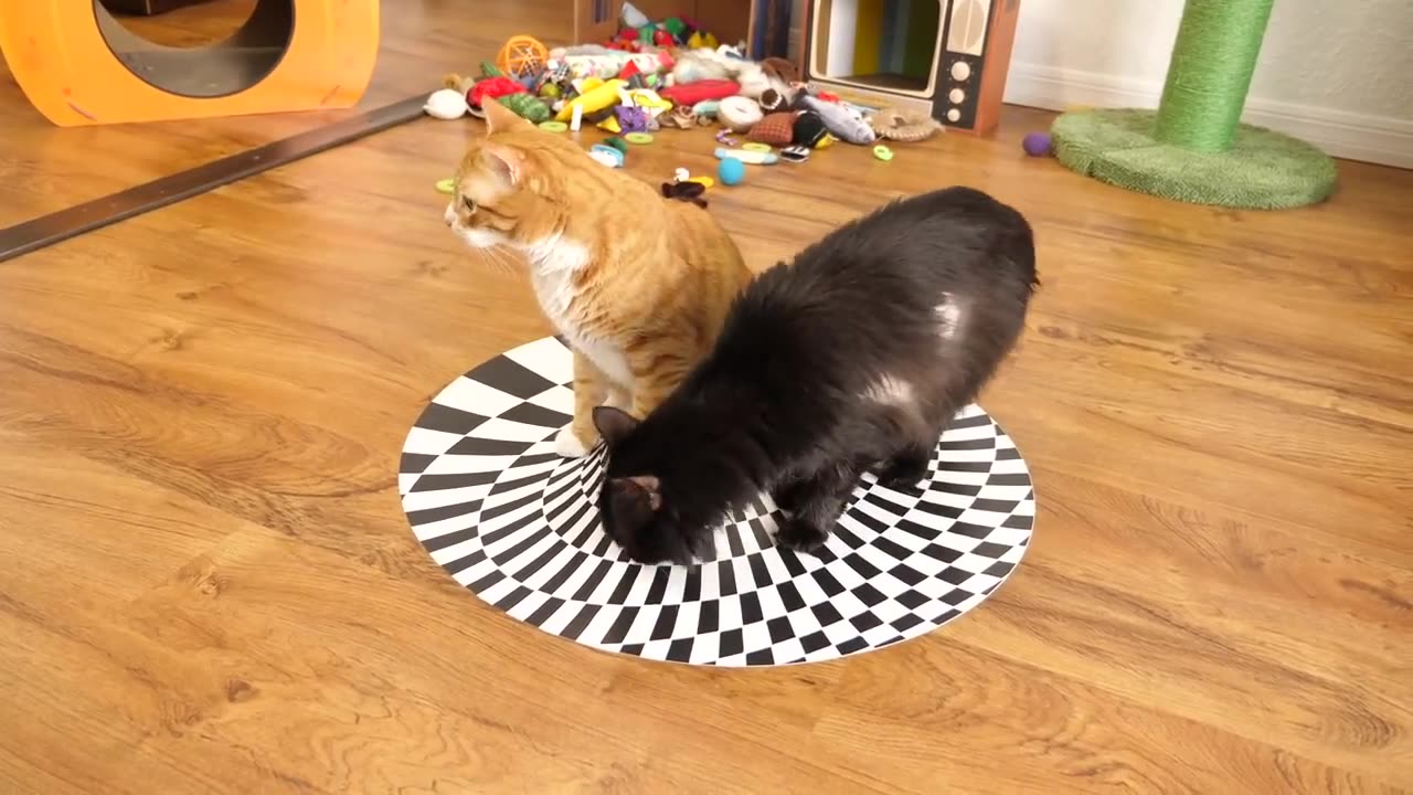 Can Cats See Optical Illusions_ (Indoor Sinkhole)