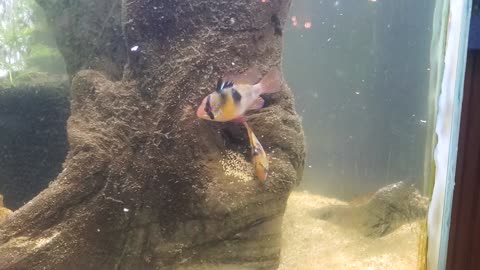 German Blue Rams Laying Eggs!