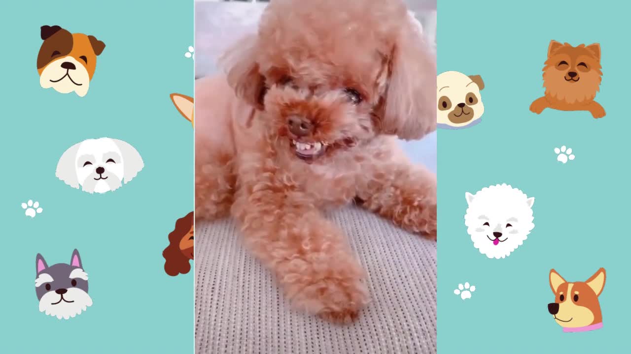 CuteDogTIKTOK Dogs | Funny Video