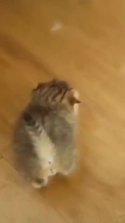 Cute Cats #Shorts Funny video #shorts