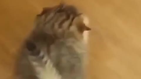 Cute Cats #Shorts Funny video #shorts
