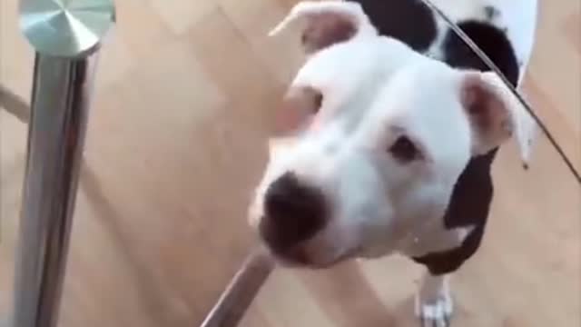 Get ready for LAUGHING SUPER HARD - Best FUNNY DOG