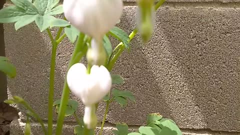 Bleeding Heart