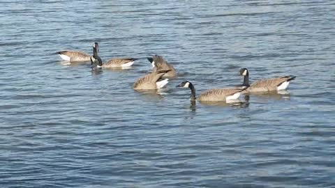 Birds Water Lake Animal Feather Swim Family