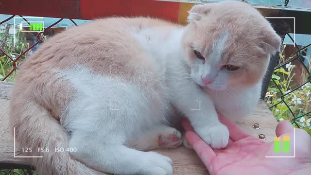 How British Shorthair Cat Reacts When Seeing Stranger - Running or Being Friendly Viral Cat