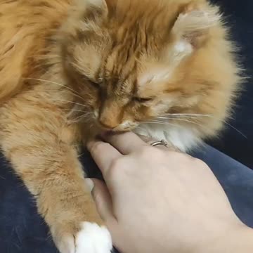 wife plays with our cat