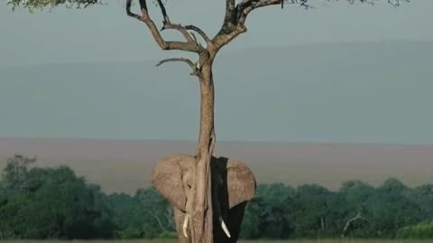 Elephants hiding in trees?