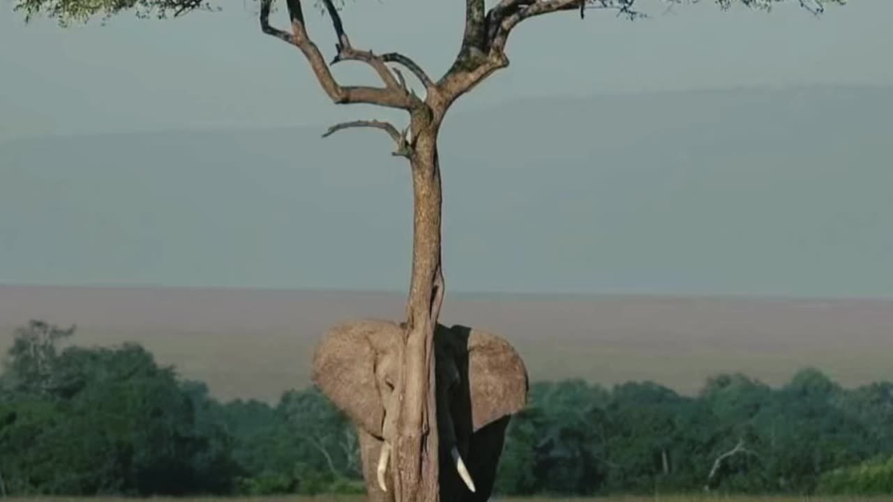 Elephants hiding in trees?