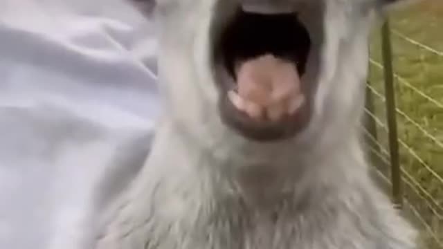 Funny Short clips of cute Animals😍😍