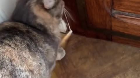Sounds of the cats - meows to make cats coke to you