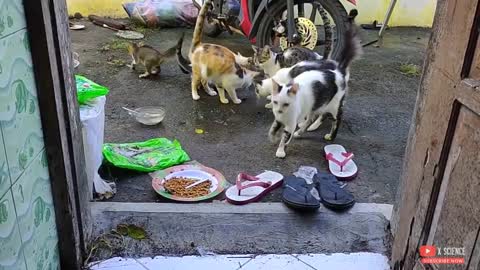 The top five cat breeds in Indonesia: cat lovers