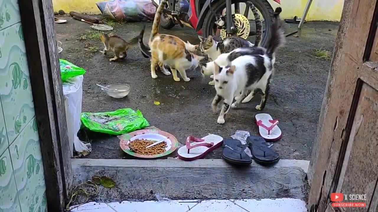 The top five cat breeds in Indonesia: cat lovers