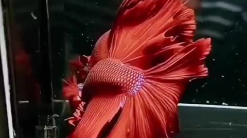 This is the most beautiful fish you may see