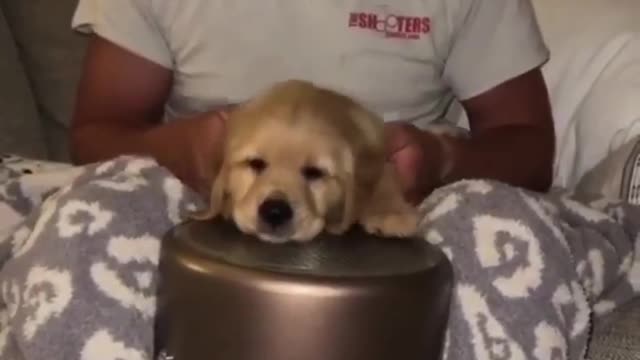 Dog play drum funny videos #funnyvideo