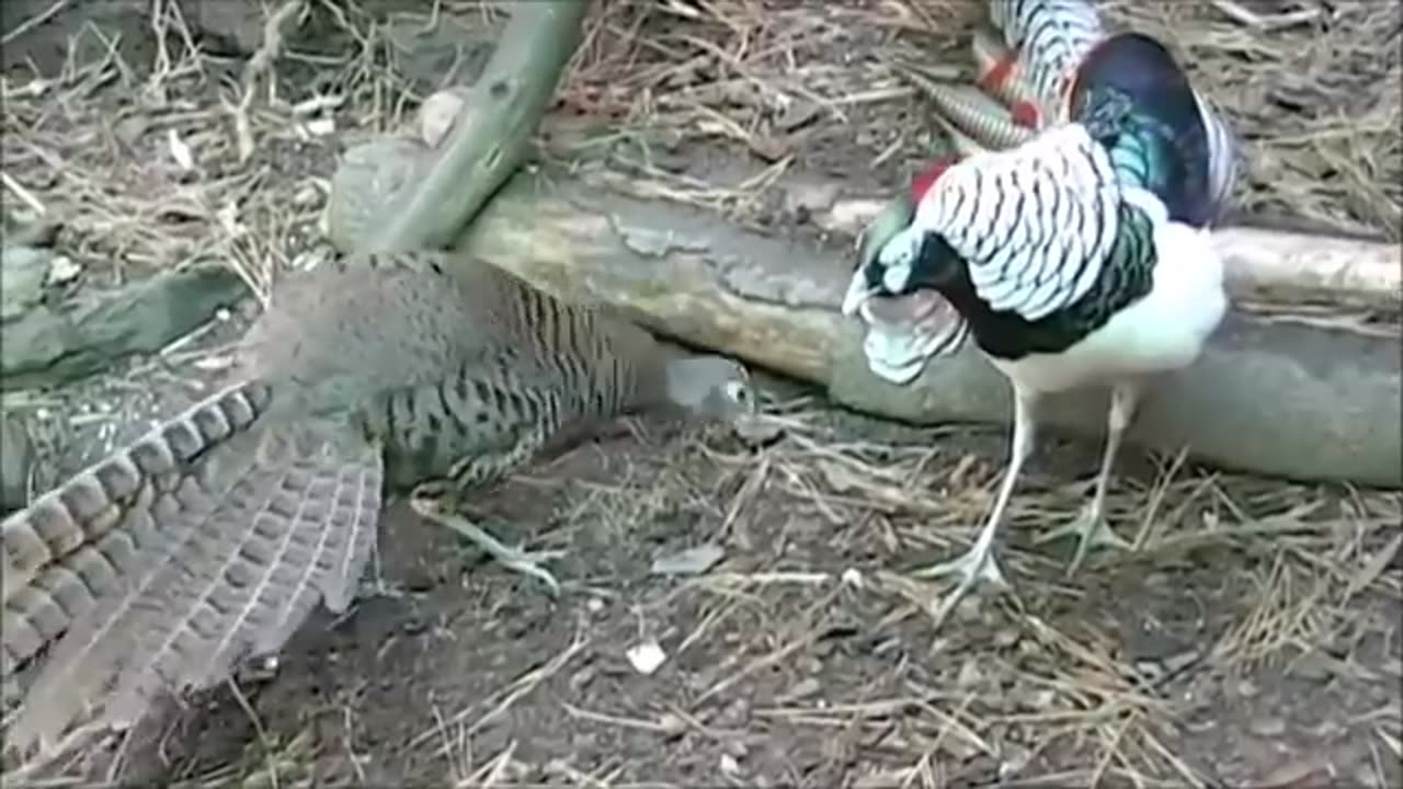 Beautiful golden pheasants and wading birds