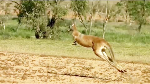 kangaroo vs dog wildlife