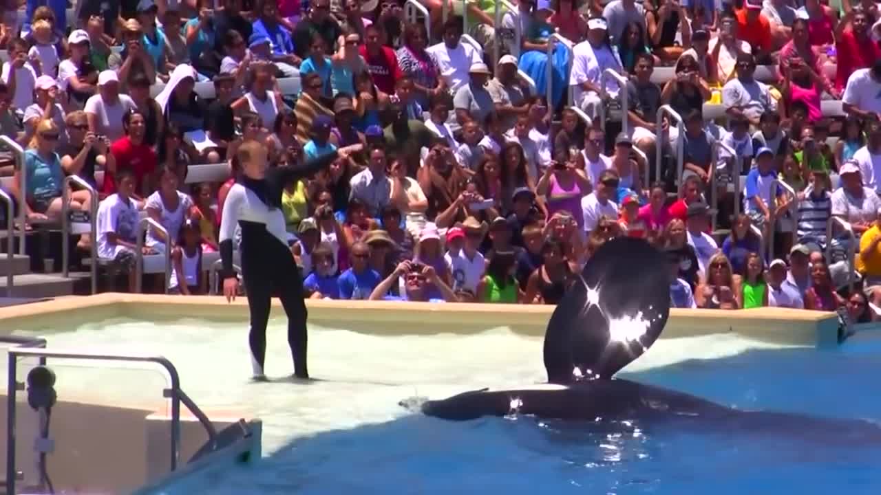 Seaworld SHAMU Killer Whale Show