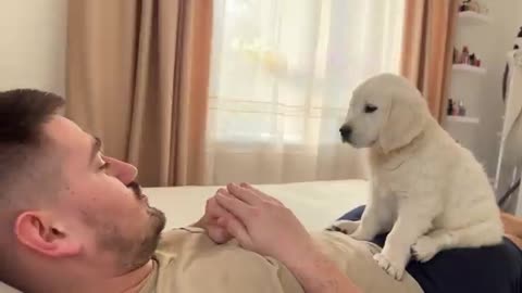 Pretending My Golden Retriever Puppy Bite Hurt [Cuteness Overload]