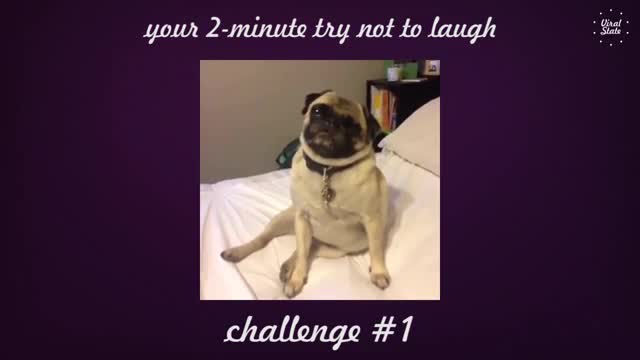 funny videos try not to laugh challenge