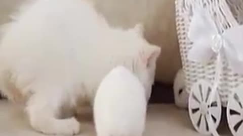 Funny animal