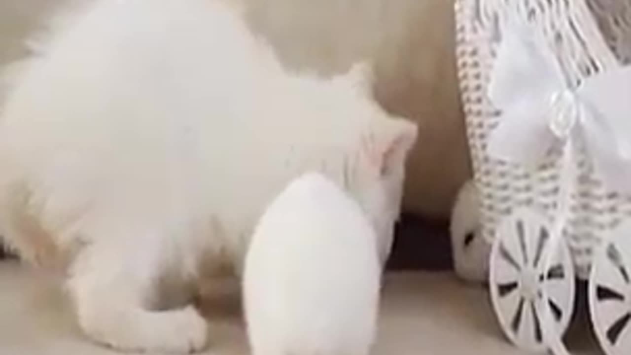 Funny animal