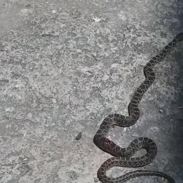 wtf 😡 i find this snake at home